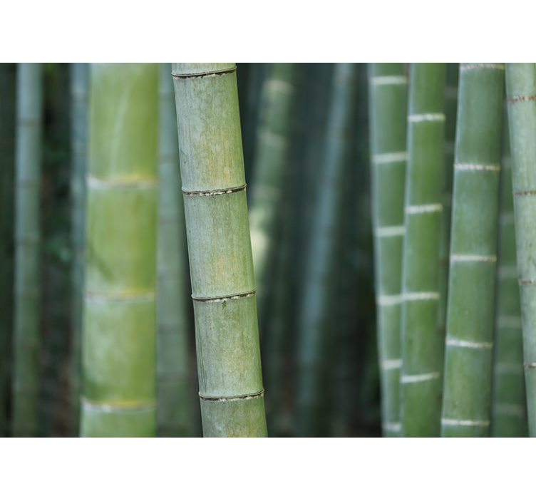 Bamboo wall mural lush bamboo forest - TenStickers