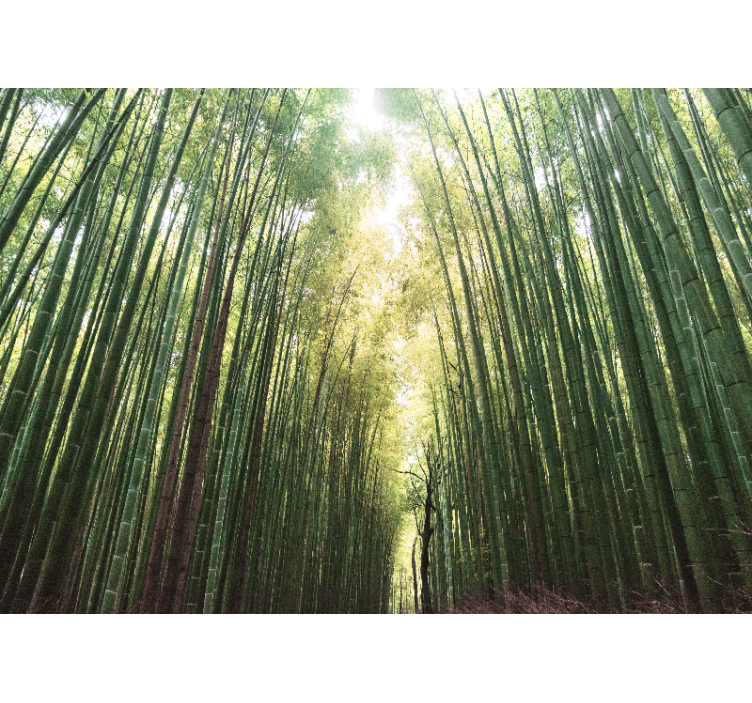 Jungle wall mural bamboo grove path - TenStickers