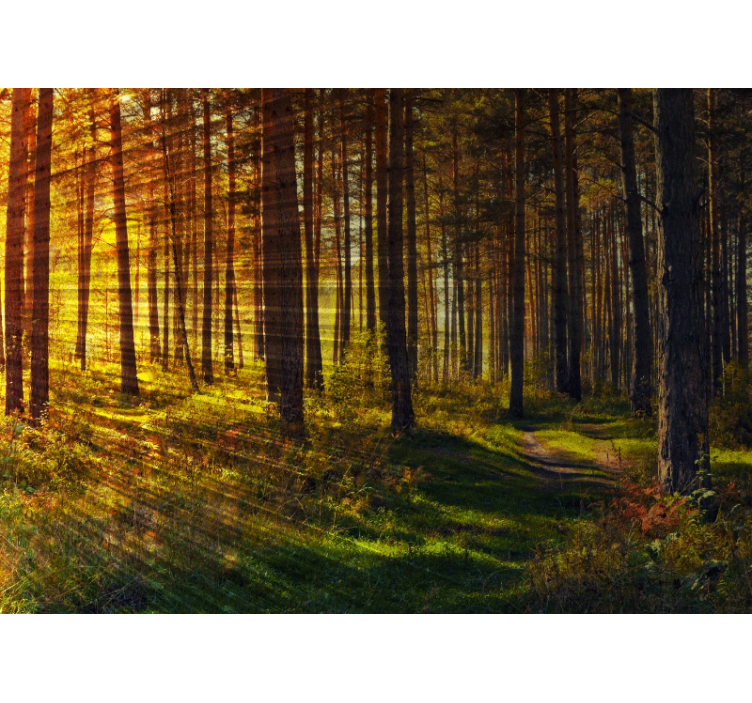 Golden Forest Path nature wall mural - TenStickers