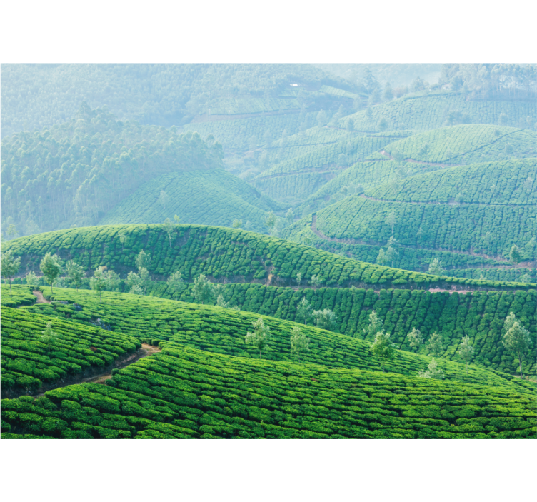 Tea plantation hills landscape mural wallpaper - TenStickers
