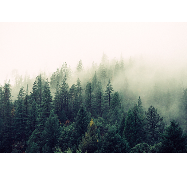 Foggy  pine Forest Wall Mural - TenStickers