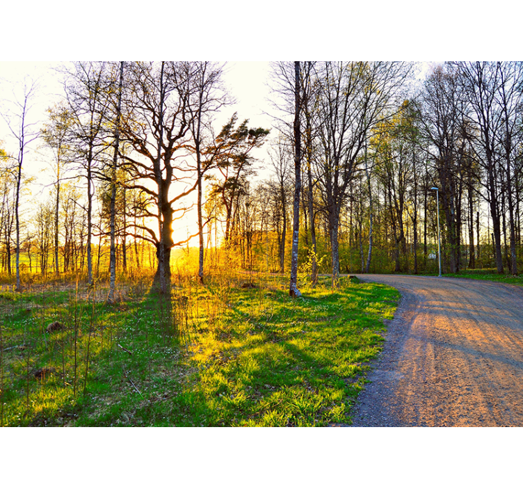 Nature wall mural sunny woodland path - TenStickers