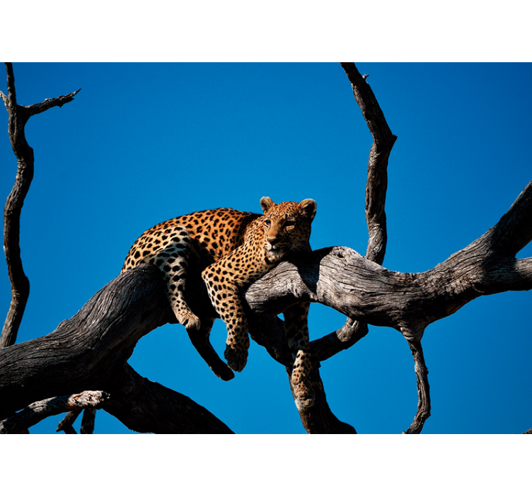 Leopard on Branch animal wall mural - TenStickers