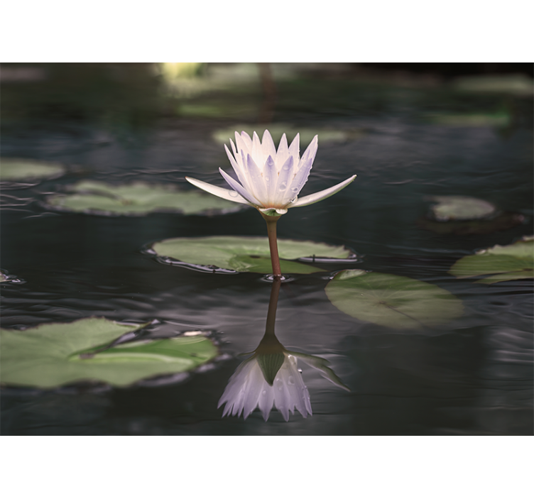 Lotus Blossom Reflection flower mural - TenStickers