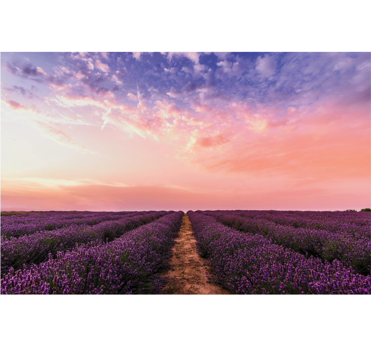 Lavender Field Sunset flower mural - TenStickers