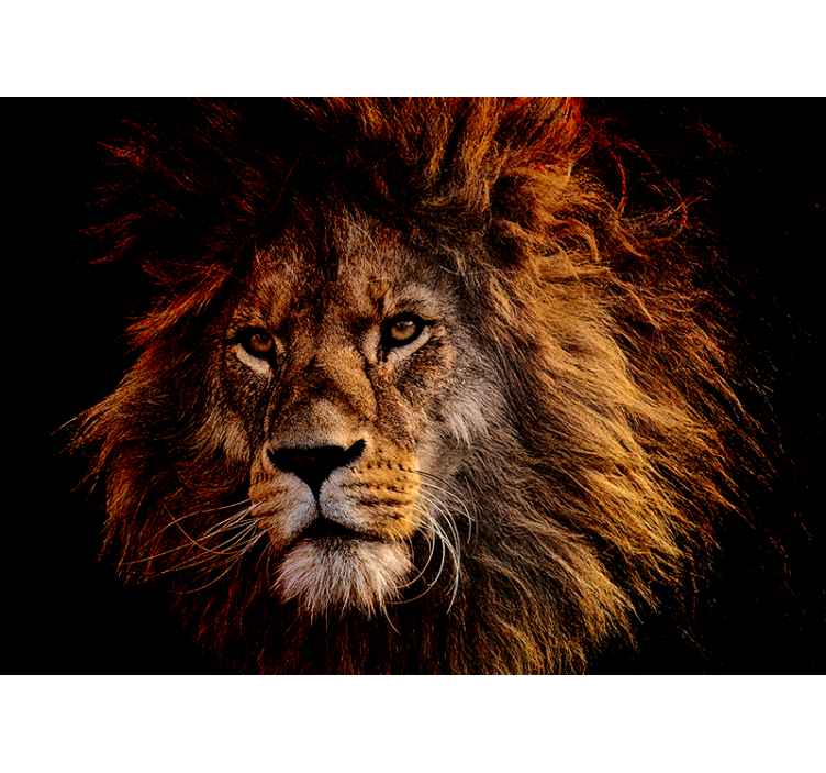Lion on background  lion wall mural - TenStickers