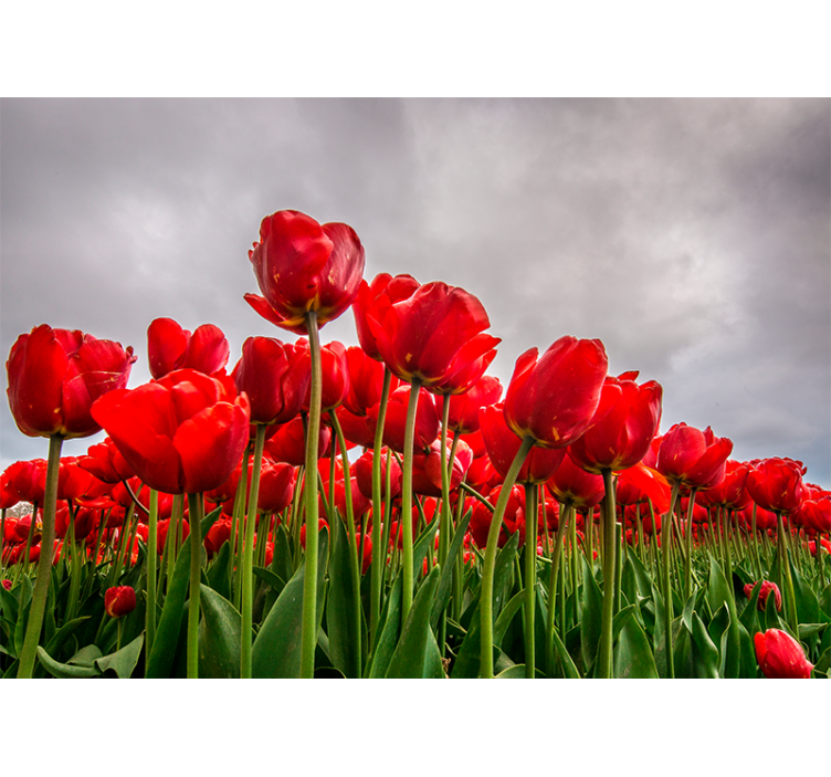 Red flowers filed with cloudy sky wall mural - TenStickers
