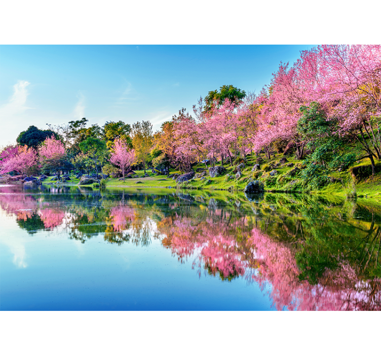 Beautiful cherry blossoms trees wall mural - TenStickers