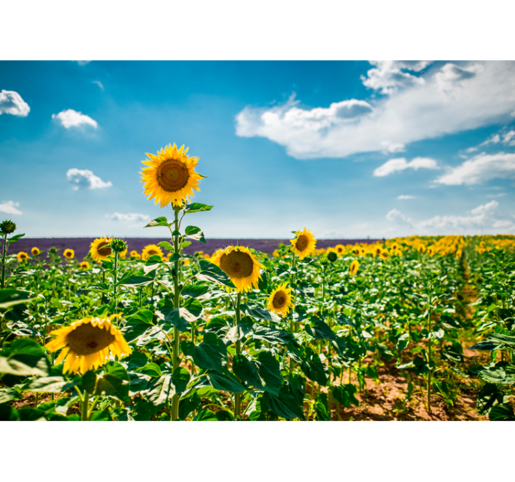 Sunflower and lavender field wall mural - TenStickers