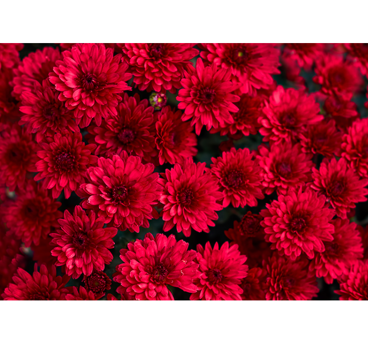 Red aster flowers wall mural - TenStickers