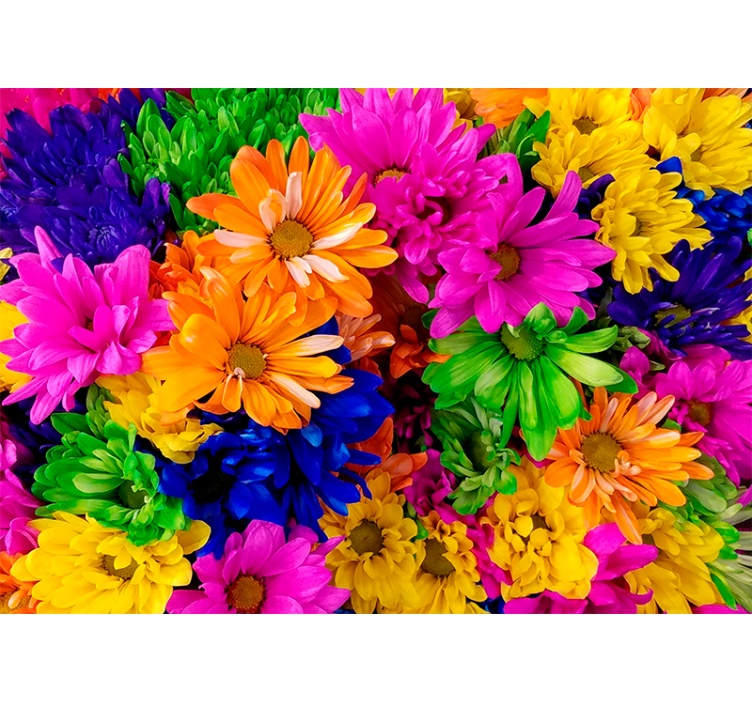 Colorful chrysanthemum wall mural - TenStickers