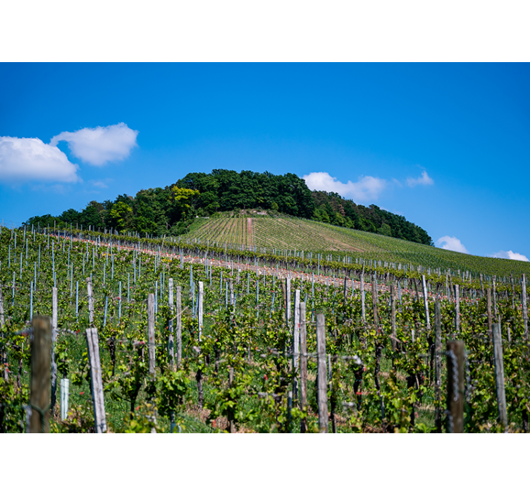 Lush Vineyard Hills landscape mural wallpaper - TenStickers