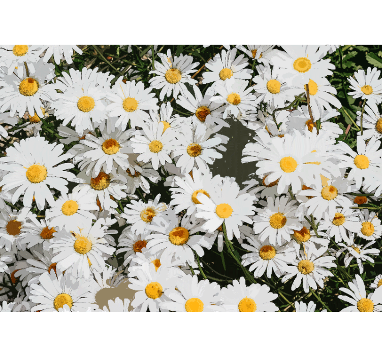 Flower mural daisy blossom meadow - TenStickers