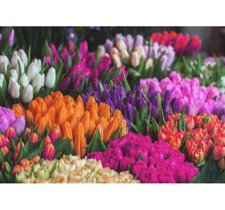 Flower mural tulip garden showcase - TenStickers