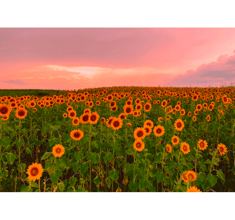 Sunflower field colourful sky wall mural - TenStickers