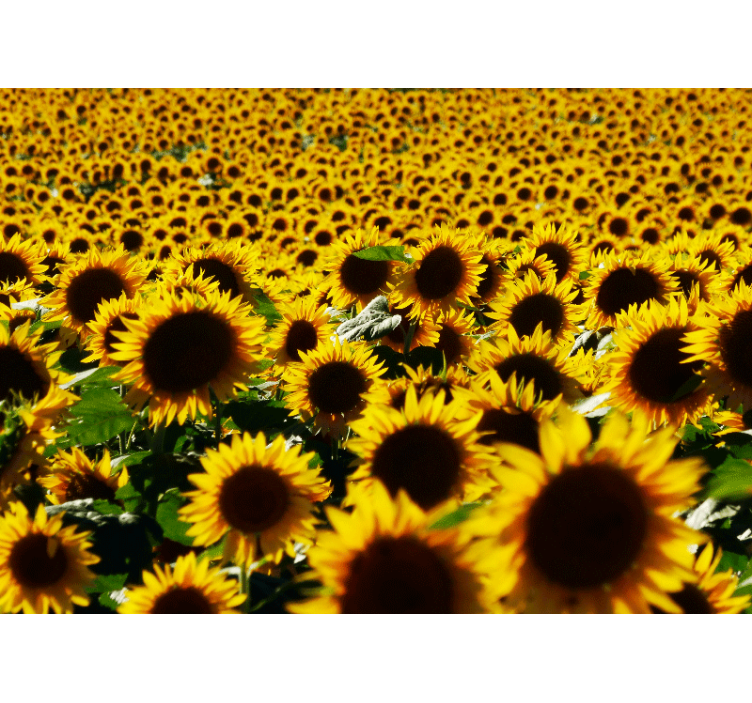 Sunflower field close flower wall mural - TenStickers
