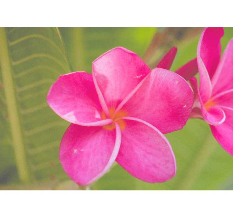 Flower mural in soft pink floral accent - TenStickers