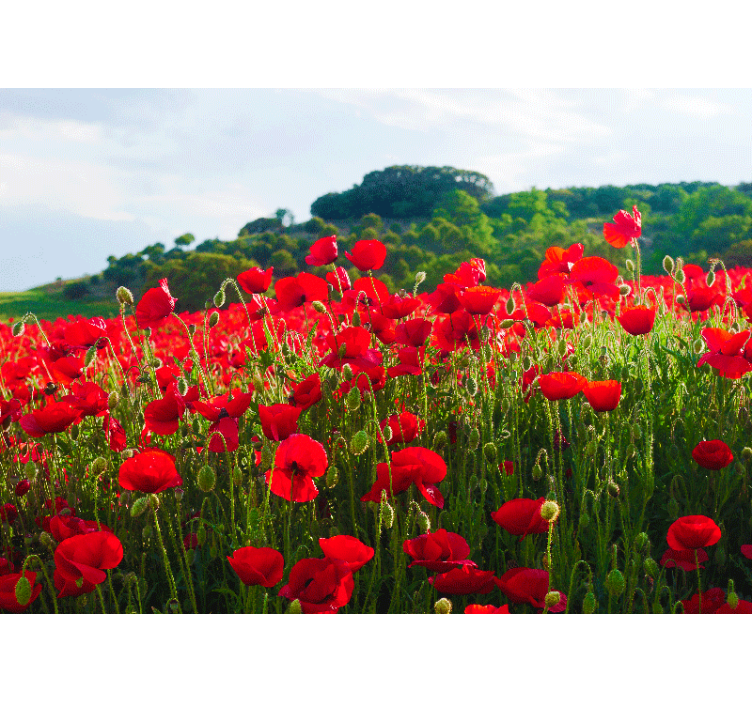 Red and green poppy field Poppy Wall Mural - TenStickers