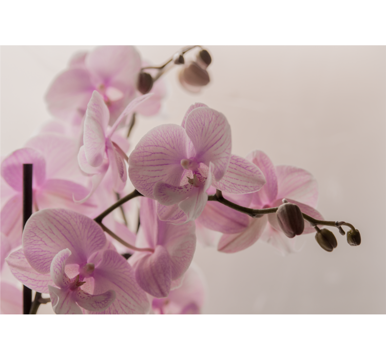 Orchid mural delicate orchid blooms - TenStickers