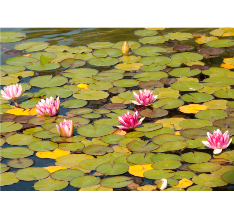 Flower mural water lily blooms - TenStickers