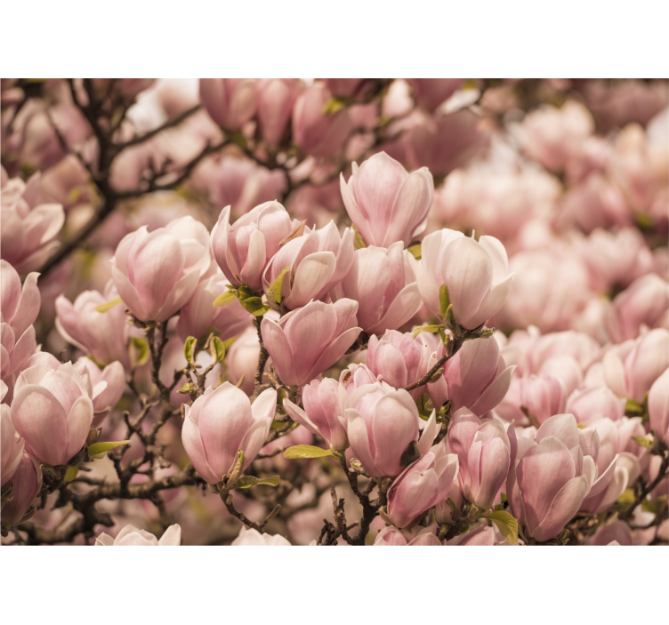 Magnolia flowers design Magnolia Wall Mural - TenStickers