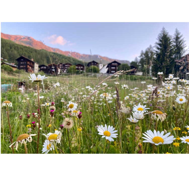 Field of daisies and village tulip wall mural - TenStickers