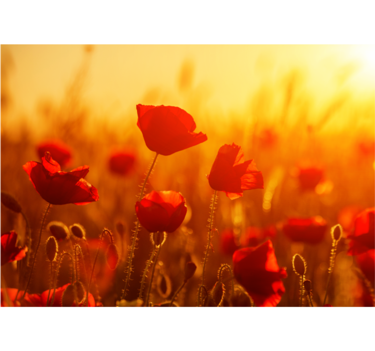 Poppy wall mural poppy field sunrise - TenStickers