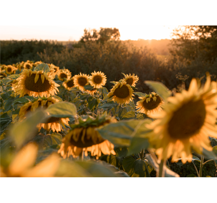 Flower mural sunflower field tranquility - TenStickers