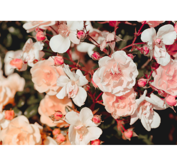 Lots of flowers rose wall mural - TenStickers