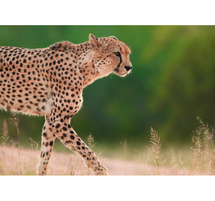 Animal wall mural cheetah in motion - TenStickers