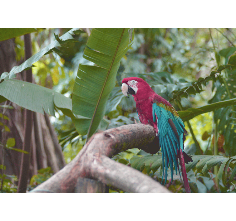 Wall mural colorful macaw parrot - TenStickers