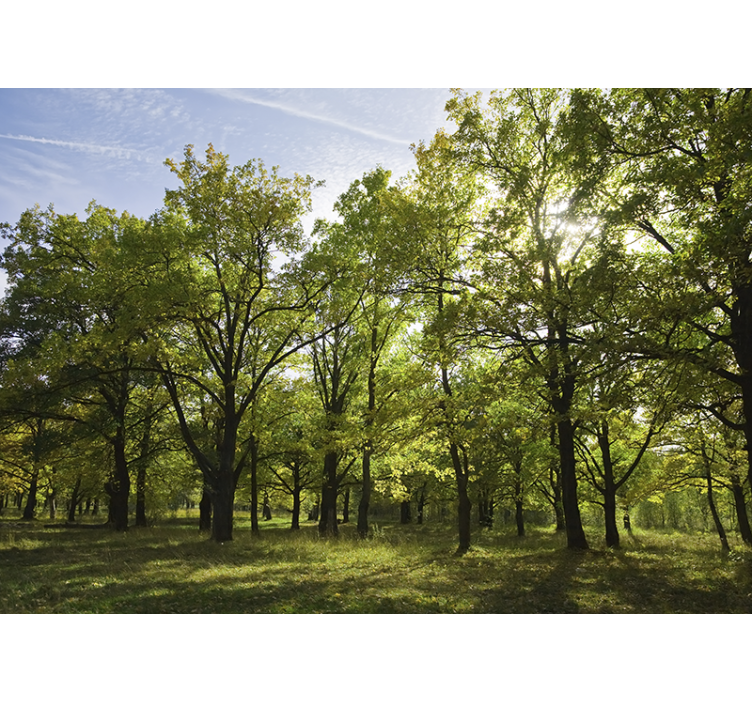 Nature wall mural lively leafy landscape - TenStickers