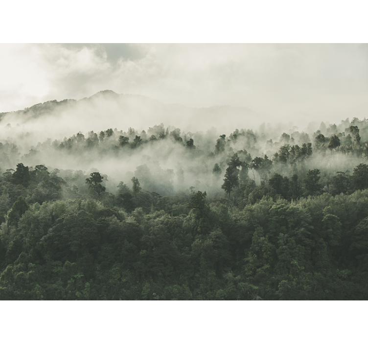 Forest wall mural foggy forest view from above - TenStickers