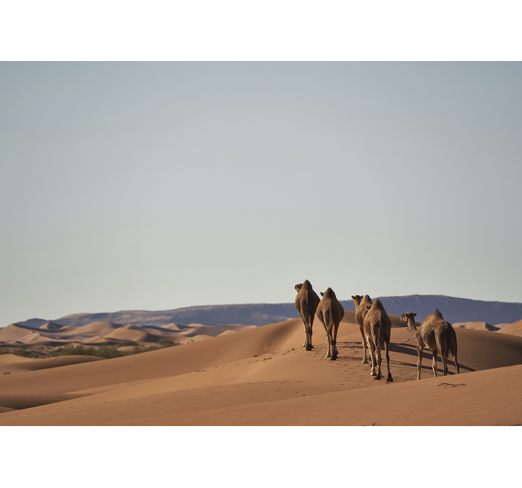 Desert mural desert camels art print - TenStickers