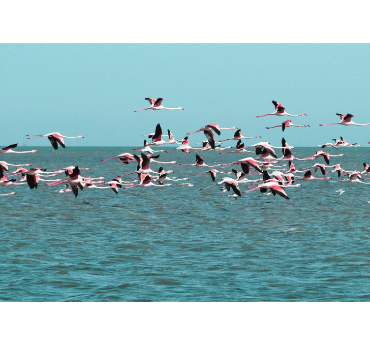 Animal wall mural flamingos over water - TenStickers