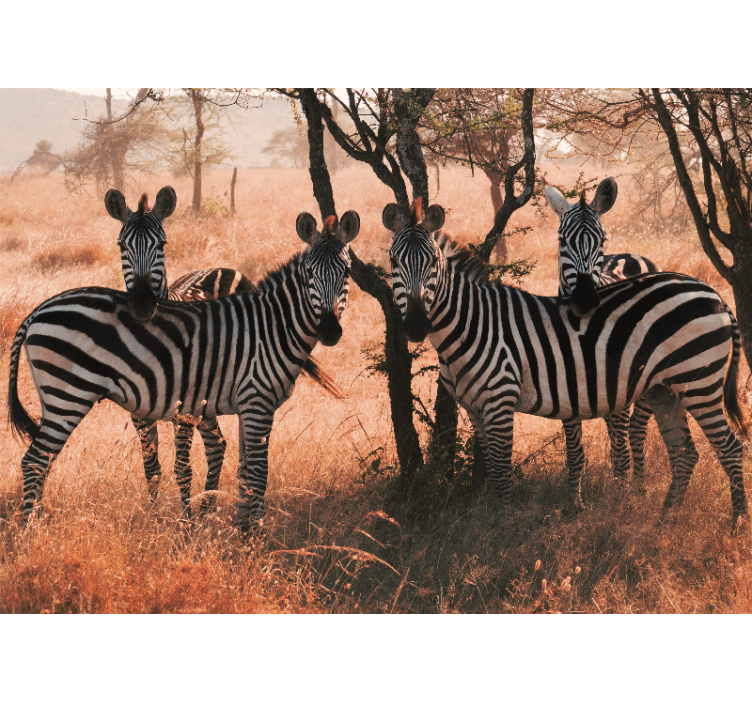 Animal wall mural zebras in nature - TenStickers
