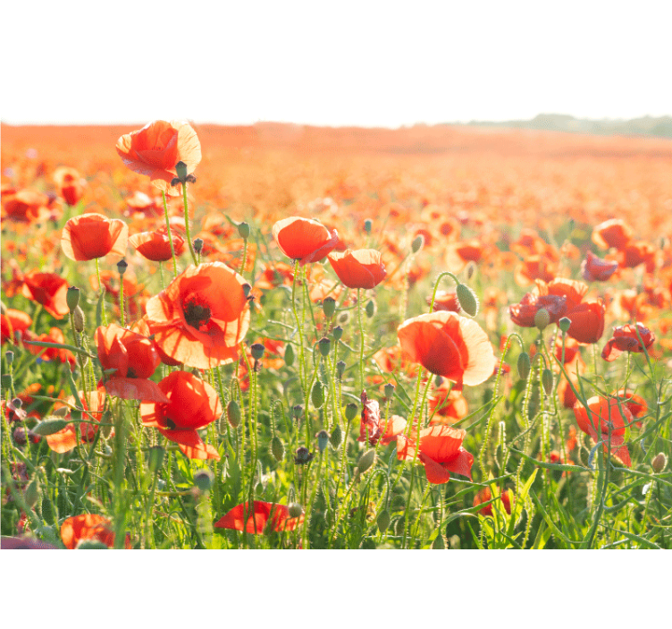 Poppy wall mural sunlit poppy fields - TenStickers