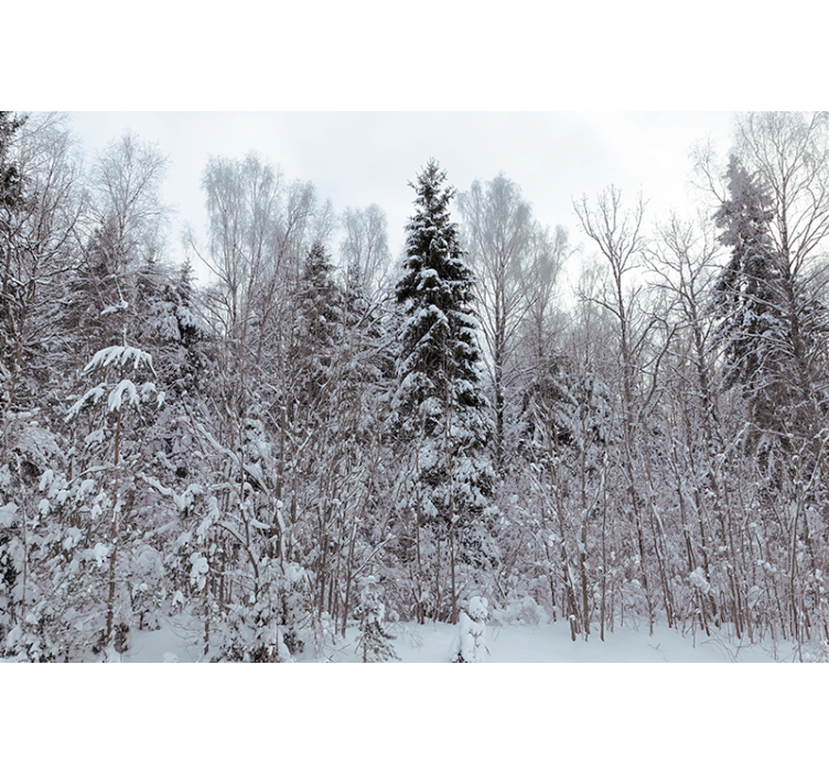 White forest in the winter nature wall mural - TenStickers