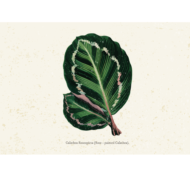 Flower mural calathea leaf arrangement - TenStickers