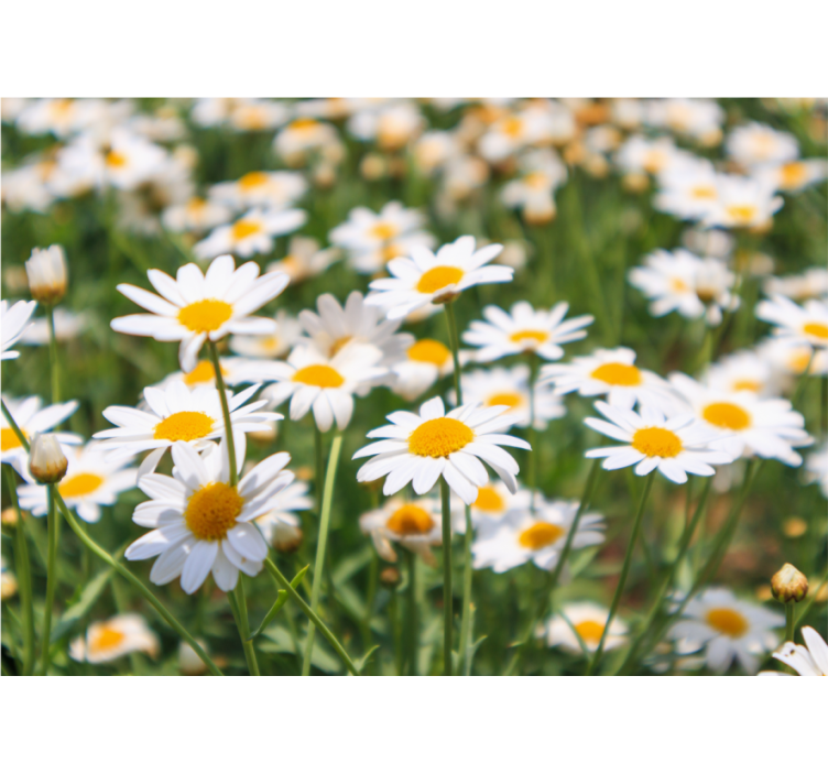 Flower mural daisies blooming brightly - TenStickers