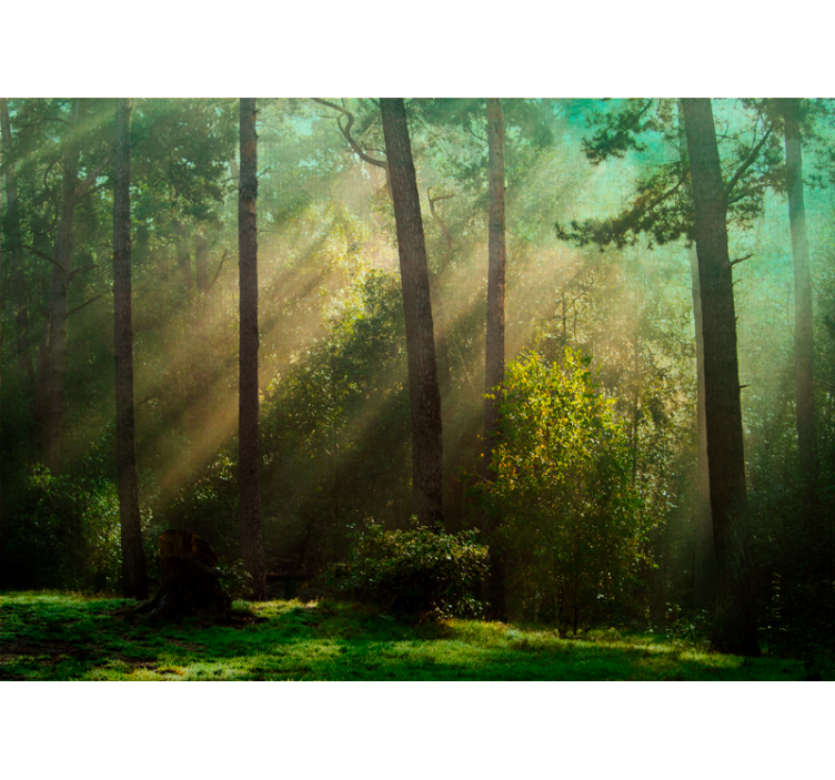 Deep green forest with sunlight wall mural - TenStickers