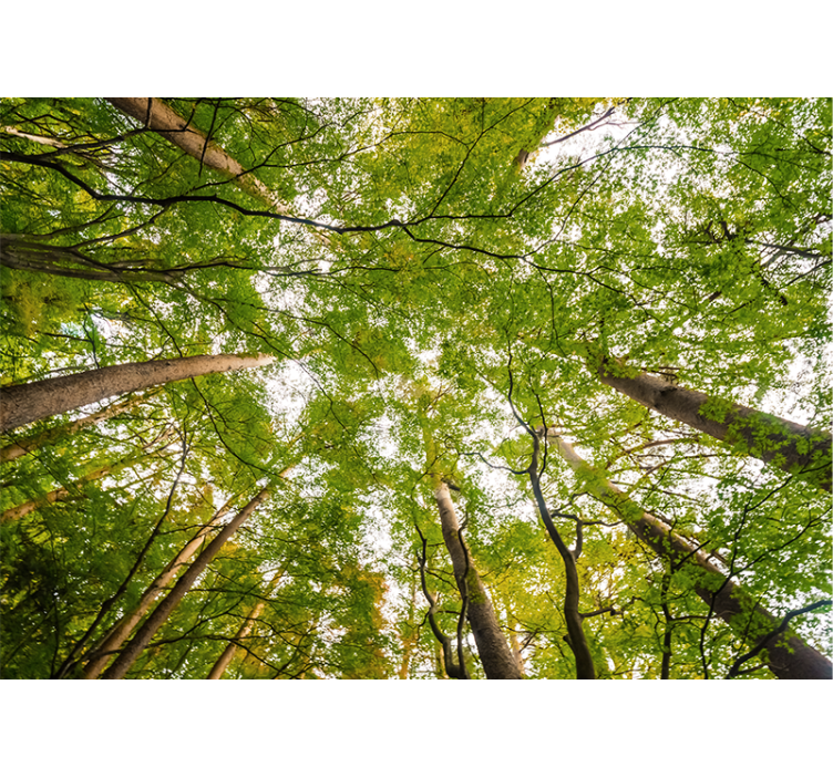 Tall trees Forest Wall Mural - TenStickers