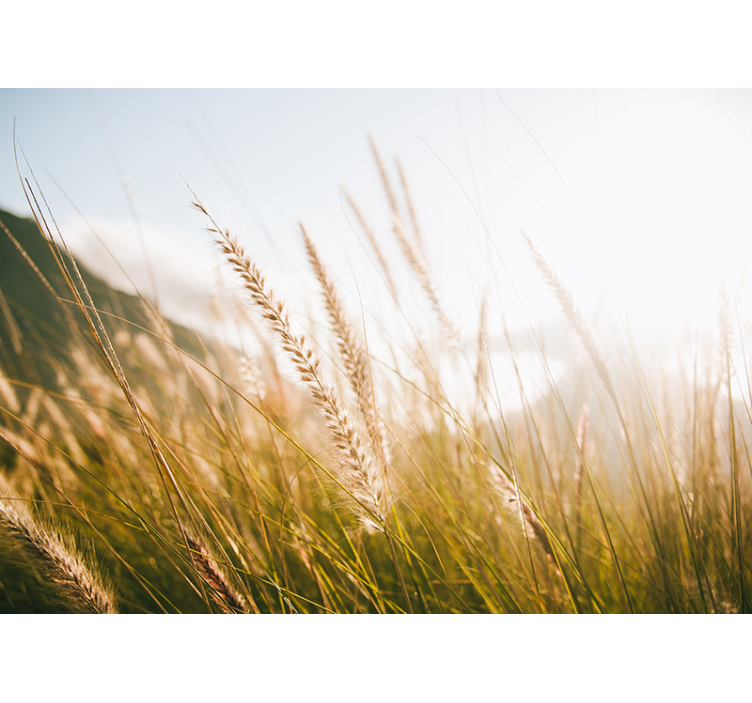 Nature wall mural soft grasses whisper - TenStickers