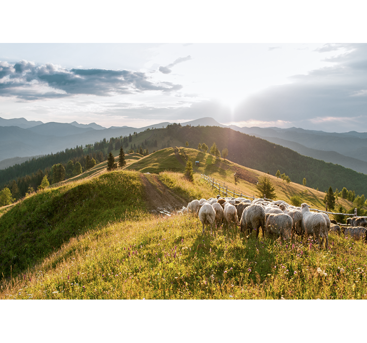 Landscape mural wallpaper sheep on hillside - TenStickers