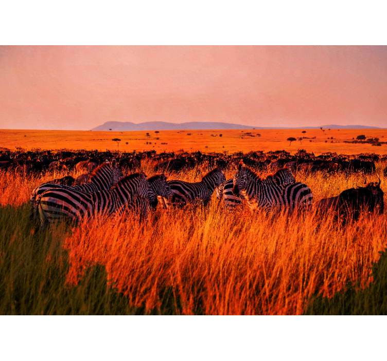 Nature wall mural zebras in the serengeti - TenStickers