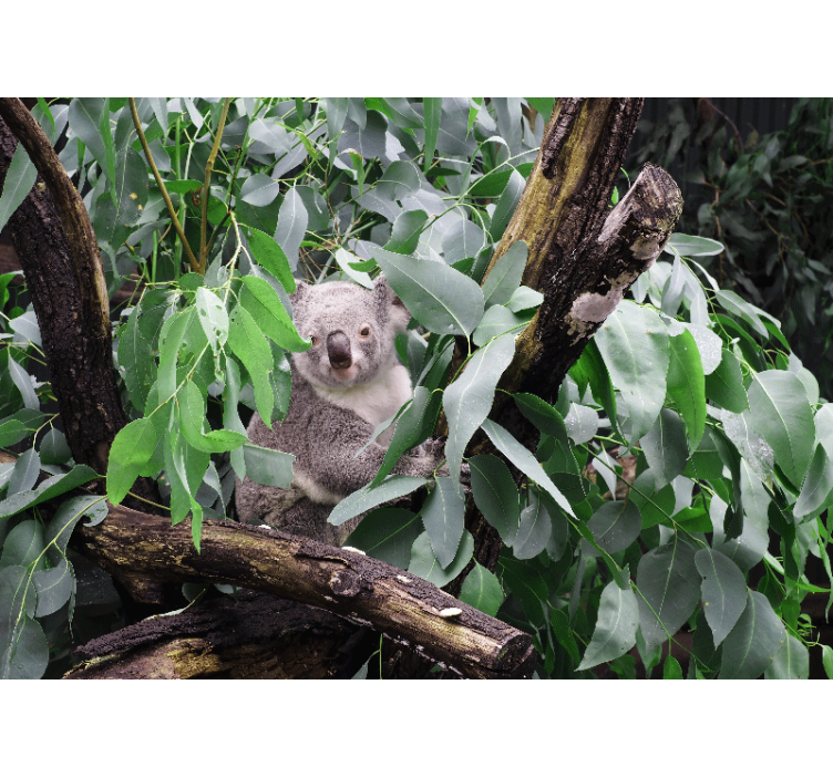 Animal wall mural koala in leaves - TenStickers