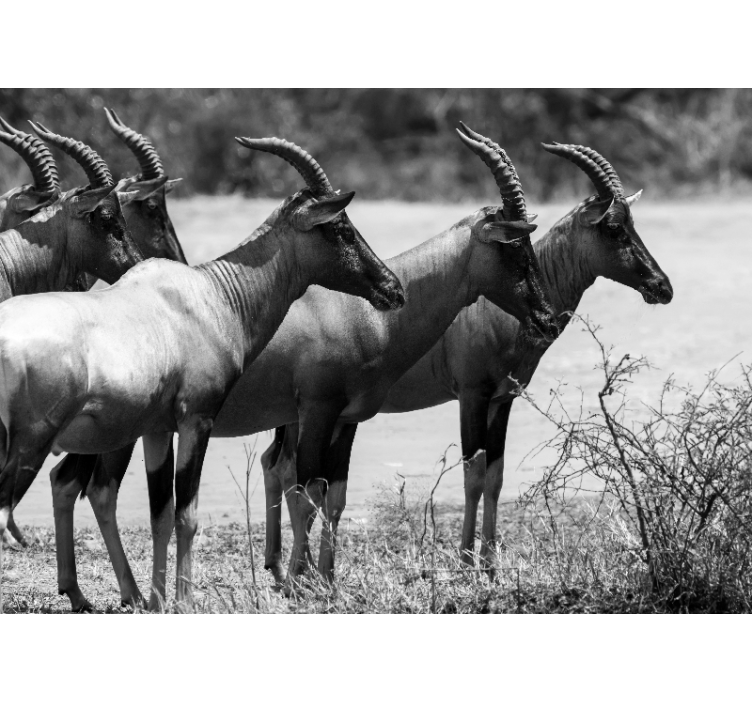 Animal wall mural african antelope herd - TenStickers