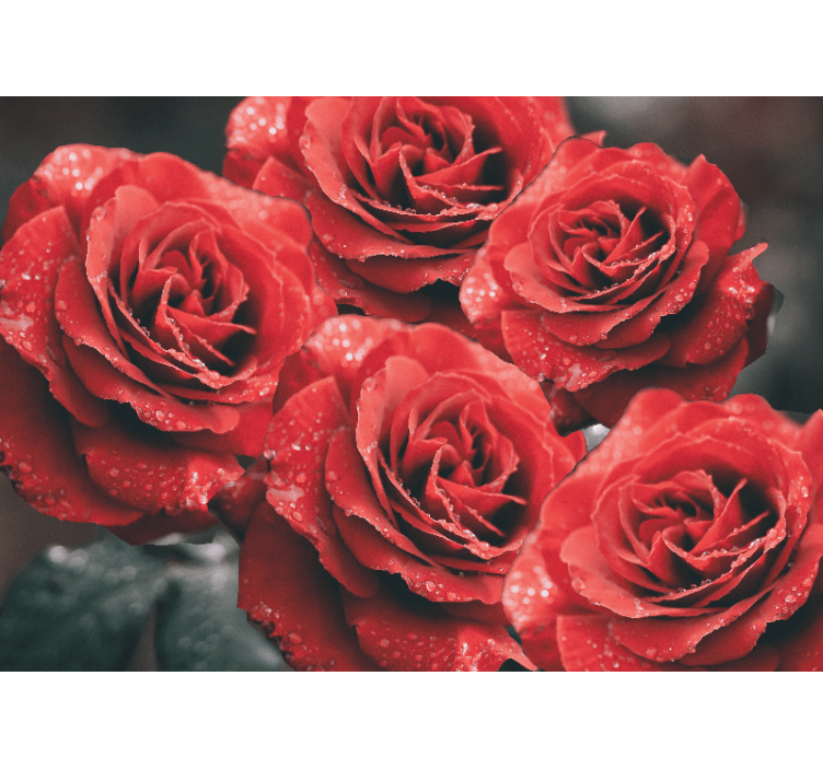 Flower mural crimson rose blooms - TenStickers