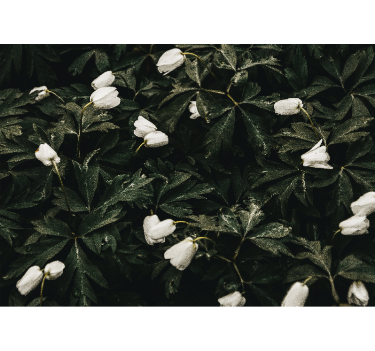 Flower mural gentle white blooms - TenStickers