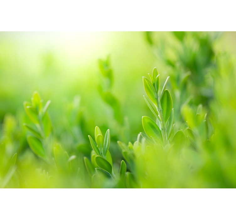 Nature wall mural lush greenery close-up - TenStickers